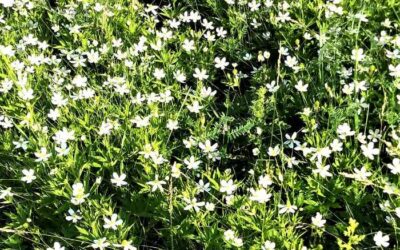 Have You Seen the Blooming Anemone Canadensis Yet?
