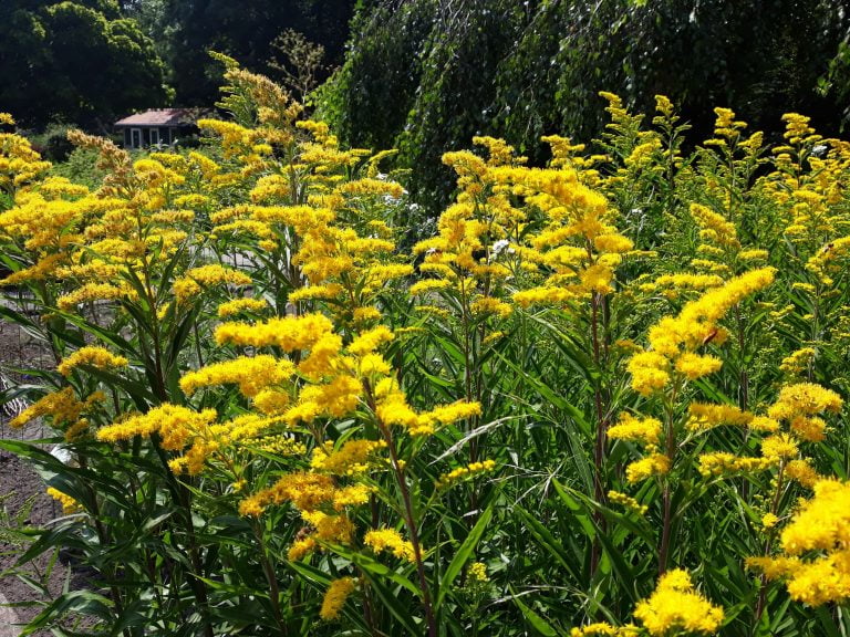 Canada Goldenrod: Much Maligned and Misjudged