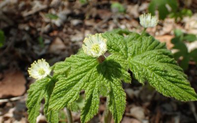 Plants with National Botanical Significance in Canada: Goldenseal, an Ontario Species at Risk