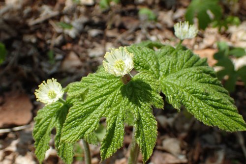 Plants with National Botanical Significance in Canada: Goldenseal, an Ontario Species at Risk