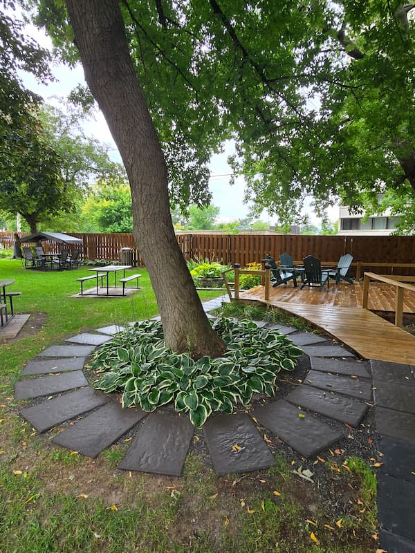 A mature tree surrounded by hostas near a gathering area in the Ambleside 2 gardens.